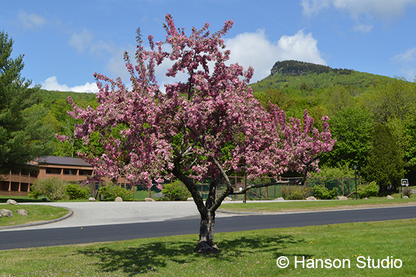 Lincoln, NH - Indian Head Rock Profile with Crab Apple Blossoms - Far